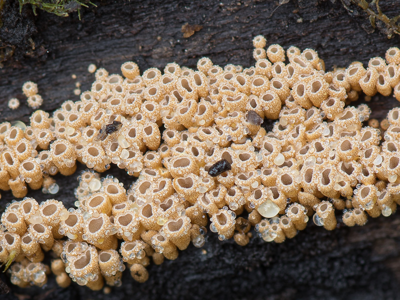 Merismodes ochracea